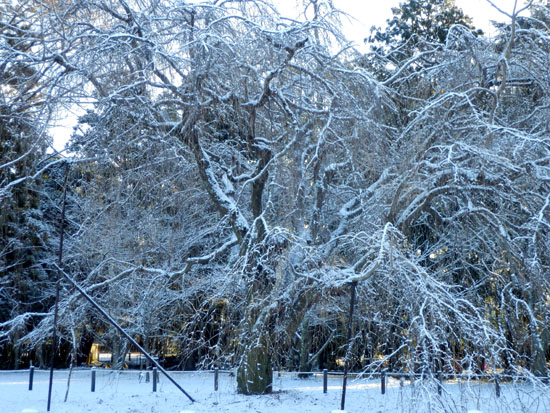 淡雪が　上賀茂神社_e0048413_18131521.jpg