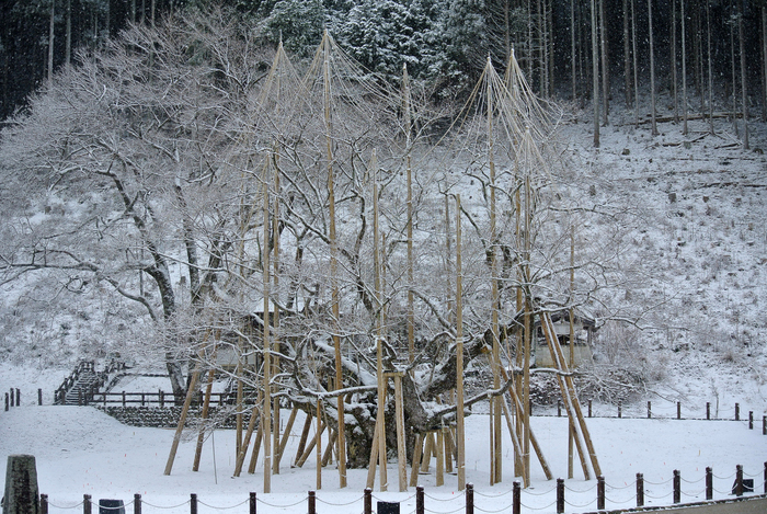 樹齢1500余年の淡墨桜を59年間撮り続ける人 本巣市地域おこし協力隊 まっくす隊員ブログ