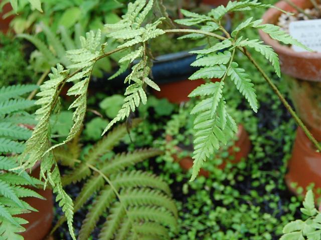 無人紅羊歯 ムニンベニシダ 今日の花