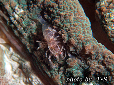貝殻系ウミウシ、エビカニ・・八重根でマクロ！その１♪_b0189640_20155333.jpg