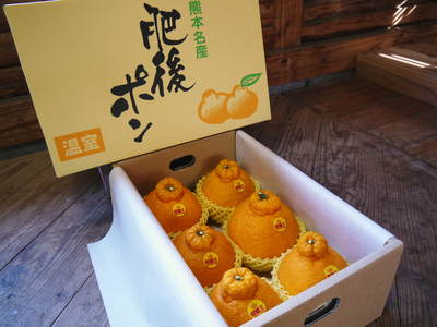 デコポン(肥後ポン) 樹上完熟デコポン「ひのゆたか」収穫&初出荷_a0254656_17474036.jpg