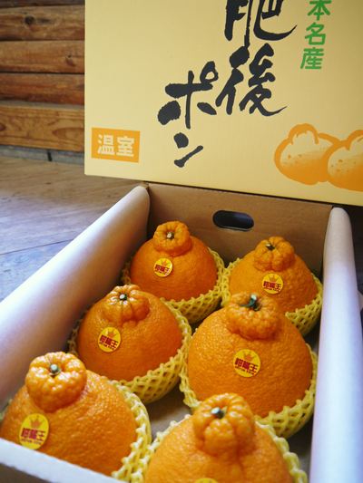 デコポン(肥後ポン) 樹上完熟デコポン「ひのゆたか」収穫&初出荷_a0254656_19324057.jpg