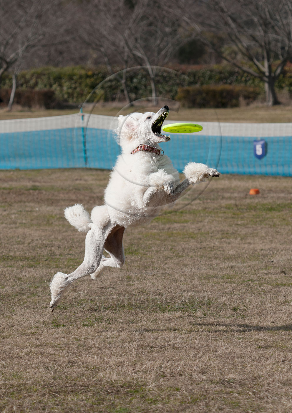 K9 WestDiv.GAME27th 神戸市農業公園 Vol.6_a0111162_211592.jpg