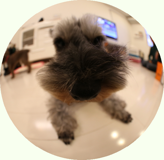 the dog風の写真、とっちゃった!!!!_c0245679_22215722.jpg