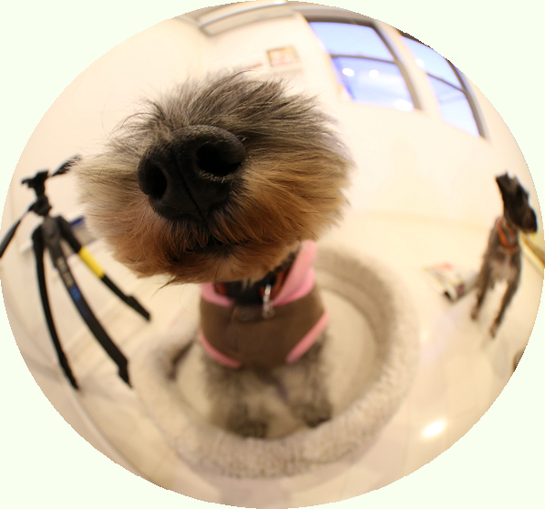 the dog風の写真、とっちゃった!!!!_c0245679_22241657.jpg