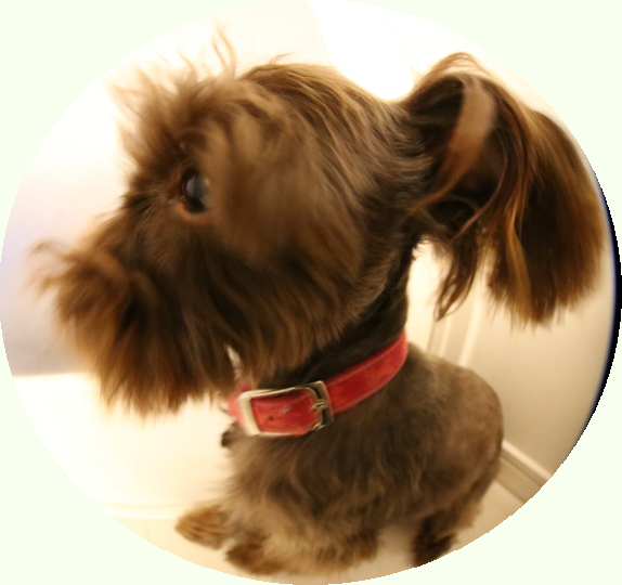 the dog風の写真、とっちゃった!!!!_c0245679_222956.jpg