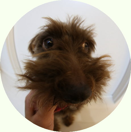 the dog風の写真、とっちゃった!!!!_c0245679_22305792.jpg