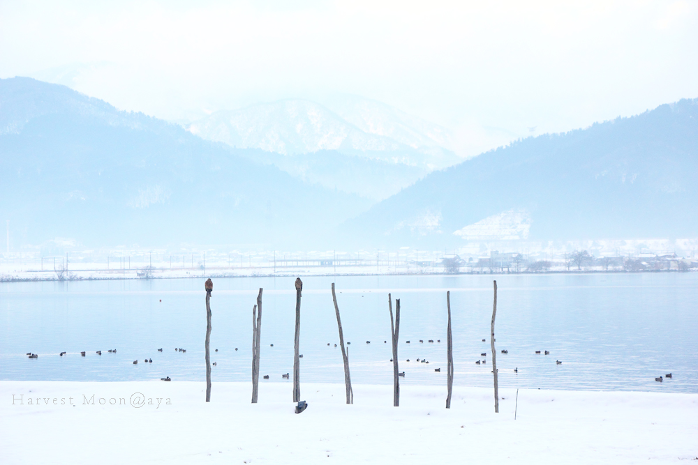 七本槍_b0208495_20235123.jpg