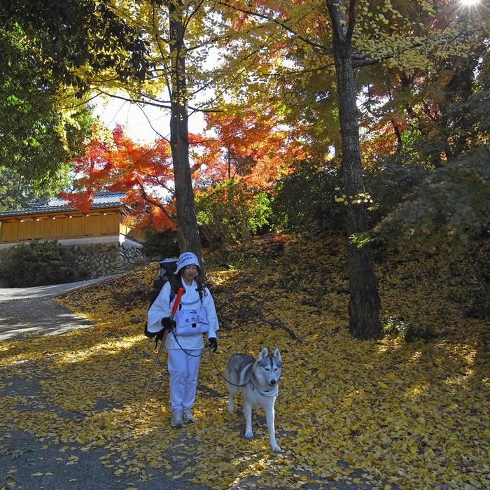 Memory of the second pilgrimage with husky HANA II_c0049299_18362666.jpg