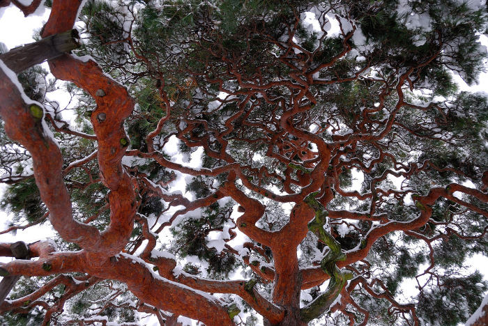 雪の善光寺_c0315700_22161883.jpg