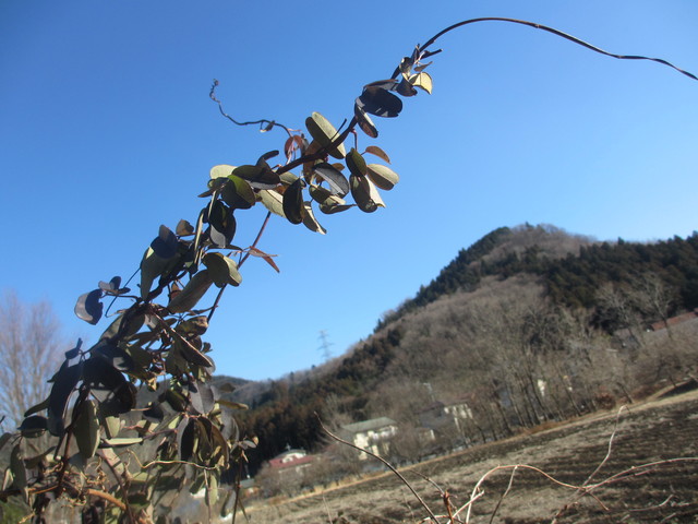 山と霜柱と仕事とワイン_c0212604_1757378.jpg