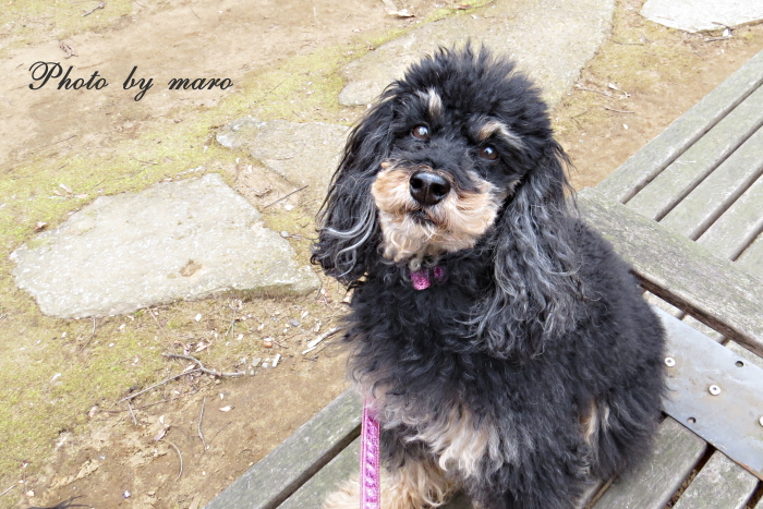 夕焼け と お散歩中の麻呂犬さん と シロハラさん♪♪_e0160417_9271379.jpg