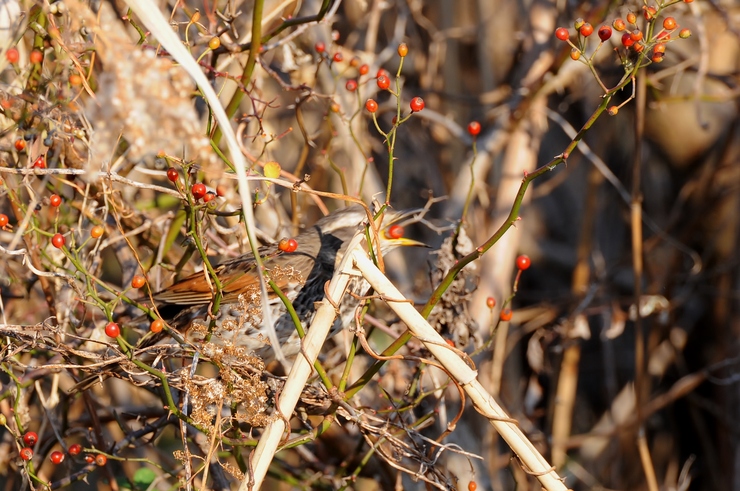 田島ヶ原さくら草自生地　野鳥撮り・・・_c0276323_17331578.jpg