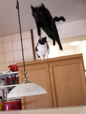 空飛ぶももんが猫 てぃぁらみるきぃ編。_a0143140_2351568.jpg