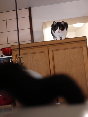 空飛ぶももんが猫 てぃぁらみるきぃ編。_a0143140_2375650.jpg