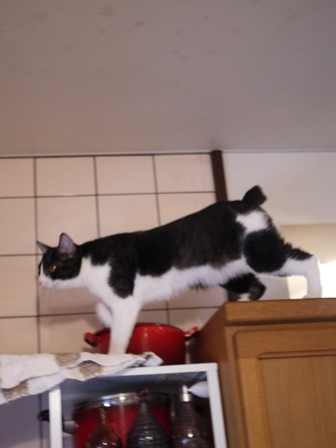 空飛ぶももんが猫 てぃぁらみるきぃ編。_a0143140_2384275.jpg