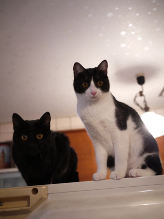 空飛ぶももんが猫 てぃぁらみるきぃ編。_a0143140_239858.jpg