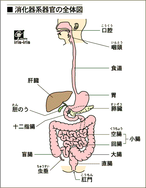 内臓疲労による膝の痛み 〜ある日の施術より〜_e0073240_7304319.gif