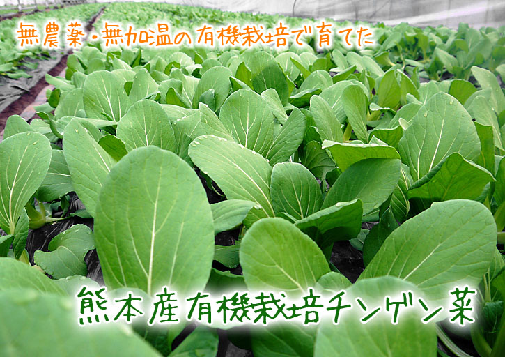チンゲン菜 無農薬・無加温チンゲン菜 販売スタート!!_a0254656_19272269.jpg