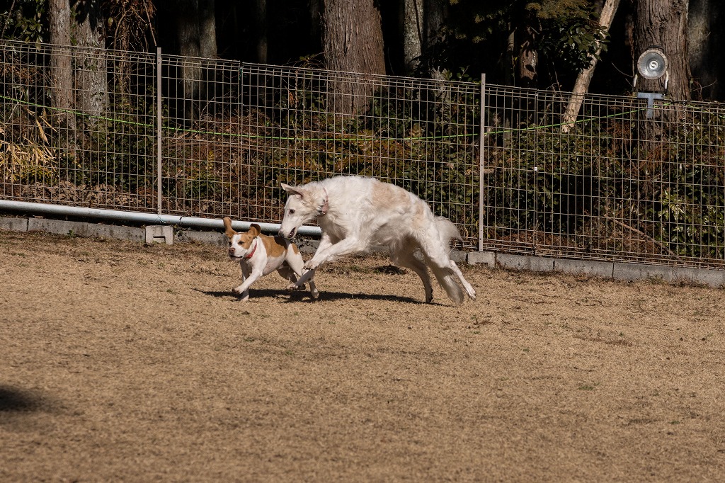 リッシュ＆アレイオン　続き！_c0260264_215501.jpg