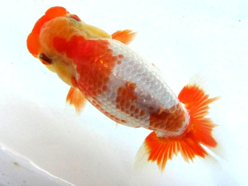 雄より雌の方が良く売れます 金魚一道ブログ