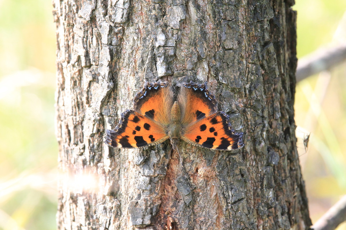 ヒオドシチョウ　　雌雄差は確かに難解　　2013那須塩原市その１_a0146869_53575.jpg