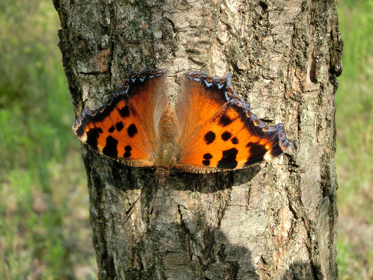 ヒオドシチョウ　　雌雄差は確かに難解　　2013那須塩原市その１_a0146869_543328.jpg