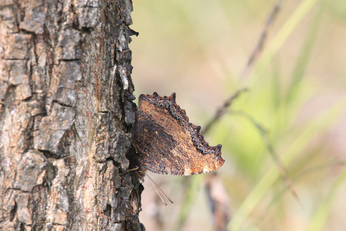 ヒオドシチョウ　　雌雄差は確かに難解　　2013那須塩原市その１_a0146869_54871.jpg