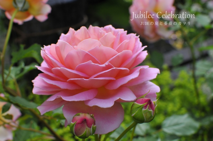 JUDEの庭と薔薇のカヲリ