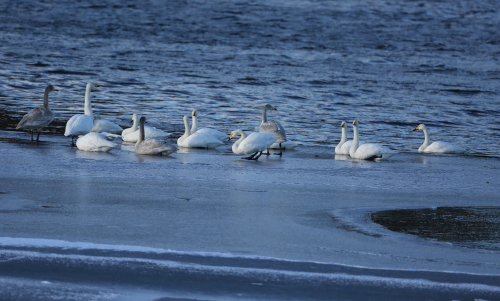 氷上の白鳥_d0262476_551051.jpg