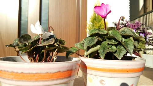 c0064678_1554720.jpg