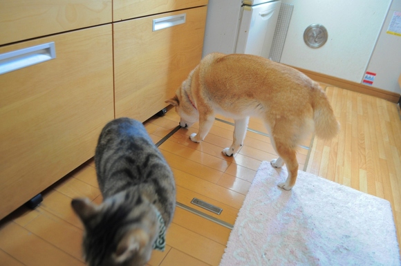 現行犯逮捕_a0126590_2320494.jpg