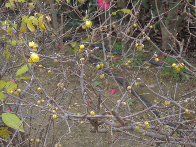 ソシンロウバイ･キジバト・ツグミ・メジロ・寄せ植え_d0261298_6291875.jpg