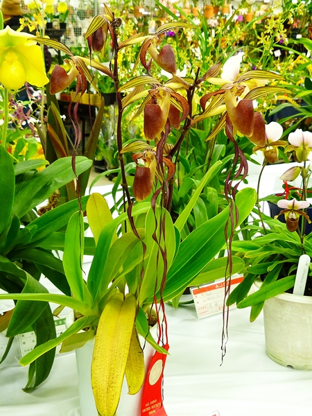 期間限定出品‼️［洋蘭原種］Paph. sanderianum x sib 期間限定出品‼️［洋蘭原種］Paph. sanderianum x sib - メルカリ