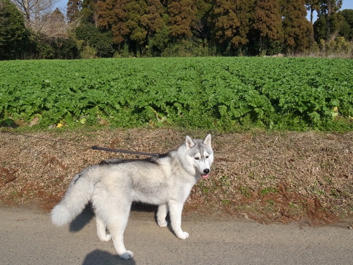 c0049299_1940040.jpg