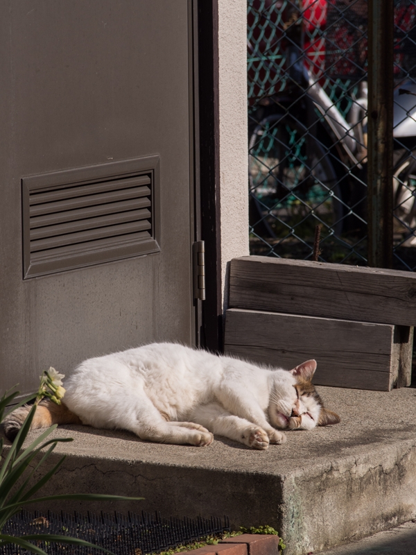 江ノ島の猫 2014/01/12_a0114003_15252471.jpg