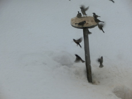 降ったる雪かな・雀食堂繁盛_a0203003_9103762.jpg