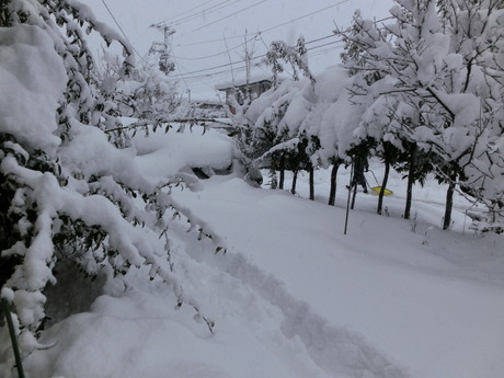 降ったる雪かな・雀食堂繁盛_a0203003_910755.jpg