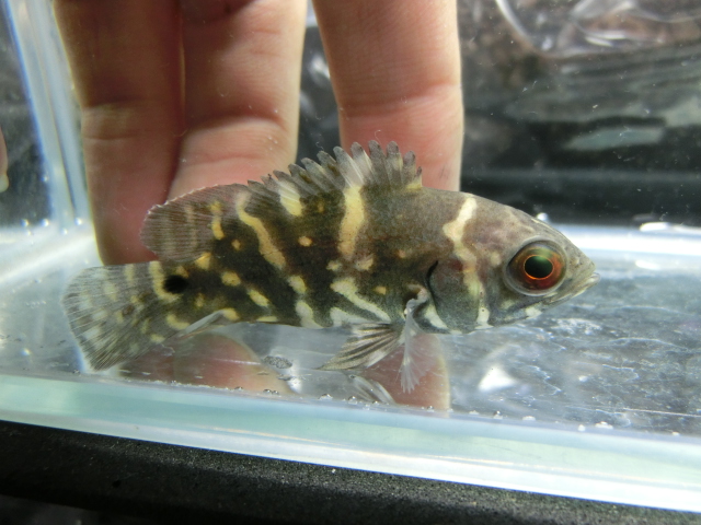 熱帯魚4日連続入荷!!_b0141806_12214811.jpg