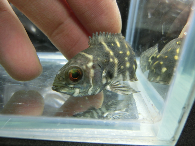 熱帯魚4日連続入荷!!_b0141806_1222466.jpg