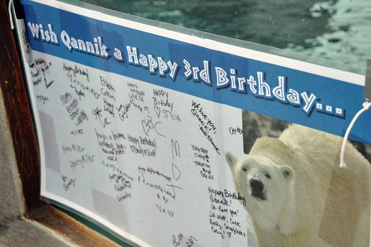 アメリカ・ケンタッキー州、ルイヴィル動物園に暮らす野生孤児のカニックが三歳となる_a0151913_20104494.jpg