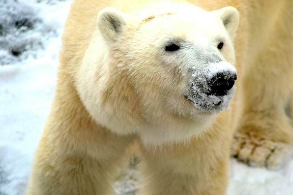 アメリカ・ケンタッキー州、ルイヴィル動物園に暮らす野生孤児のカニックが三歳となる_a0151913_2081818.jpg