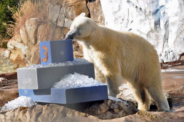 アメリカ・ケンタッキー州、ルイヴィル動物園に暮らす野生孤児のカニックが三歳となる_a0151913_2092812.jpg