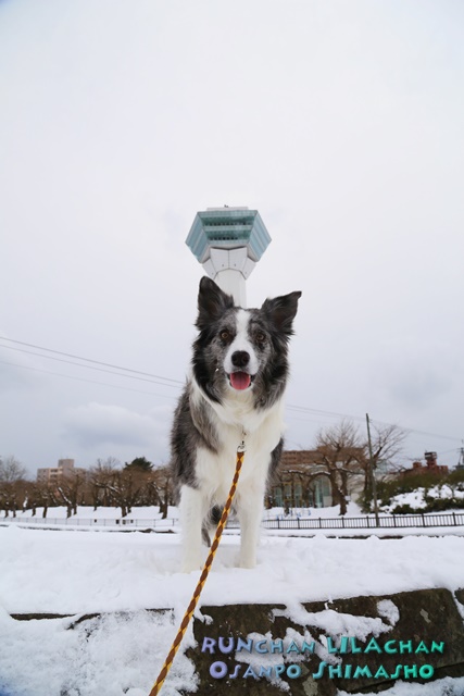 　五稜郭も雪景色～♪_b0192121_1454222.jpg