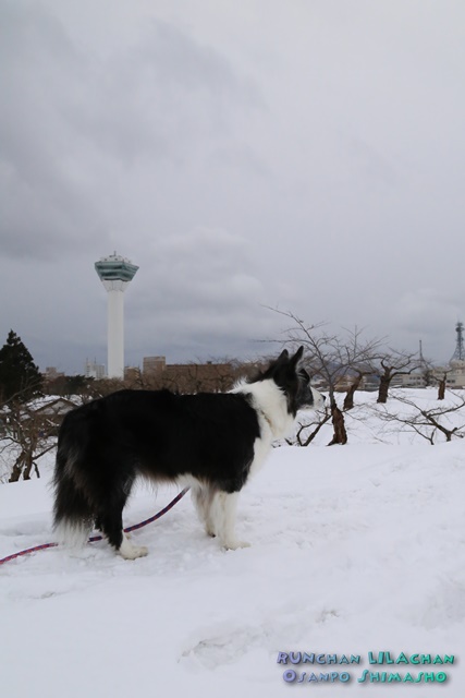 　五稜郭も雪景色～♪_b0192121_1455743.jpg