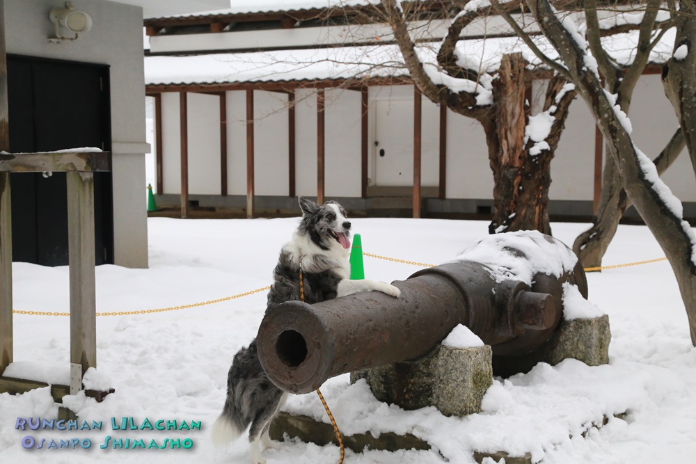 　五稜郭も雪景色～♪_b0192121_146836.jpg