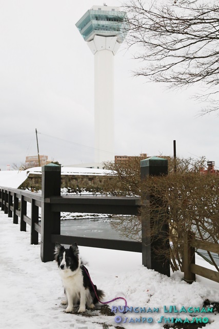 　五稜郭も雪景色～♪_b0192121_1471824.jpg