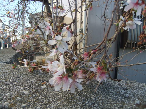 冬桜が咲いていました。_b0137932_18205414.jpg