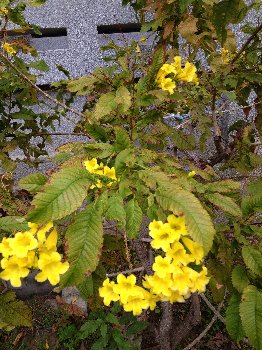 ぐるり台湾その3　台湾で出会った植物_b0063438_19415570.jpg