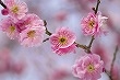 おひき初め会のこと_b0299052_1141919.jpg